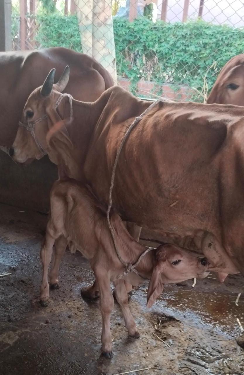 Paramhit Dham View 6